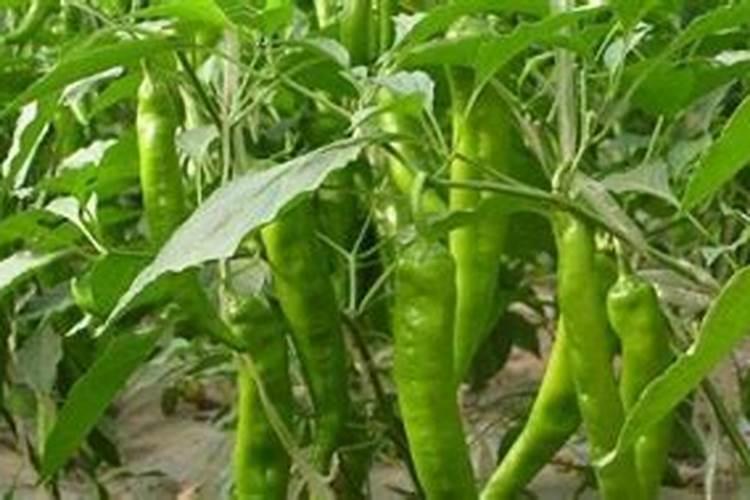 辣椒初花期每亩滴二公斤半高钾肥合适吗