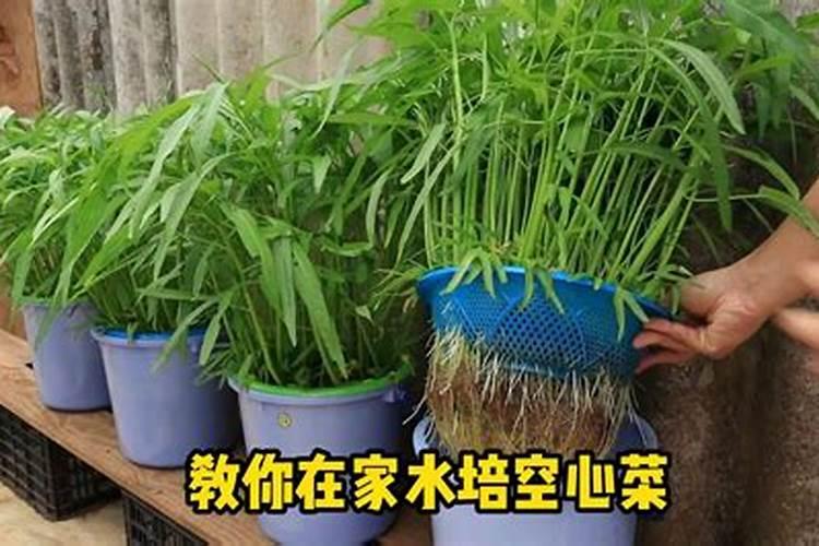 空心菜用什么叶肥好