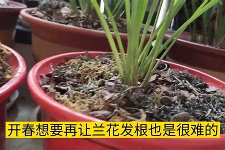 德沃多管用园艺肥,金钱树缓释掺混肥料可不可以浇兰花