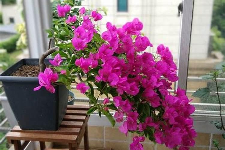 扦插了几株三角梅,已经发芽,但是最近不长了呢？