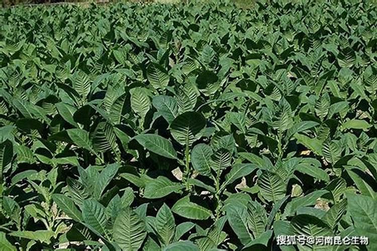 怎样种植烤烟产量高