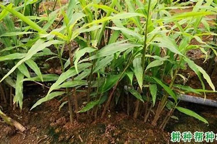 磷酸二氢钾使用方法有哪些