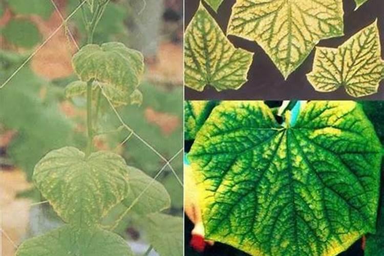 硝酸钾、硫酸钾效果是什么？它们的使用方法是什么？