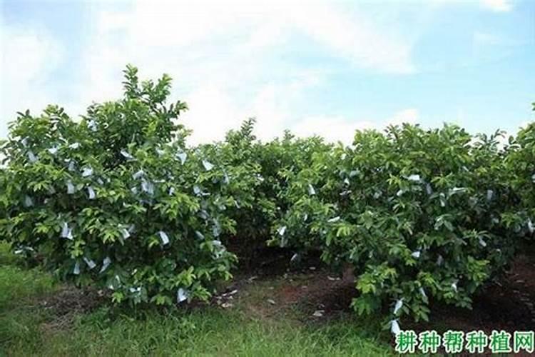 细胞分裂素在莲雾催花上使用的浓度是多少？