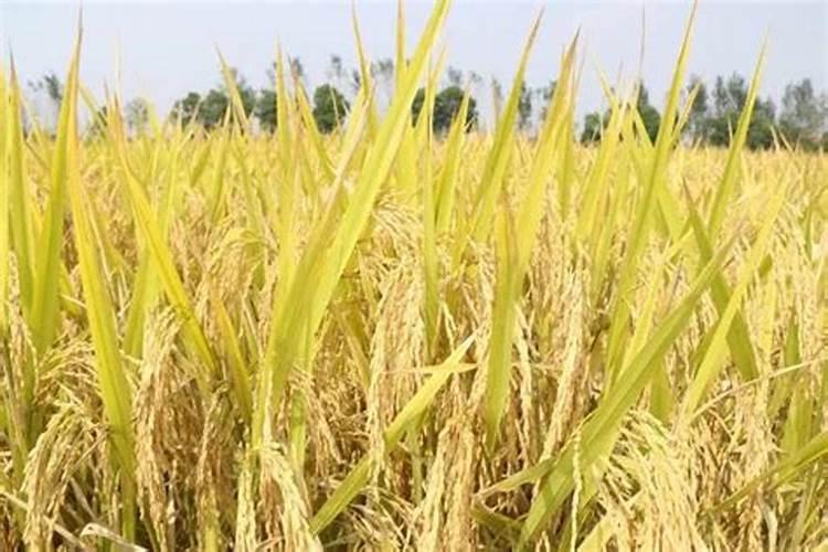 白杨树用什么肥料长的最快？