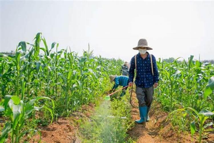 菌安天下喷施后下雨需再喷吗