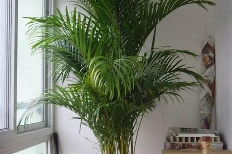 一棵柑橘树要多钾肥吗