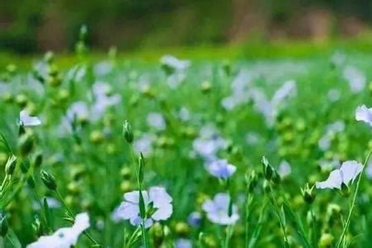 高笋的栽培技术