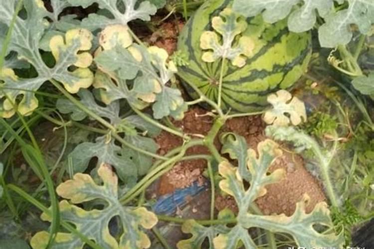 植物生长调节剂中,芸苔素内酯和赤霉素有啥区别