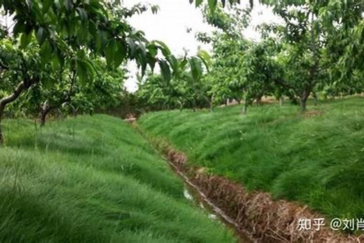苹果树种植如何浇水和施肥