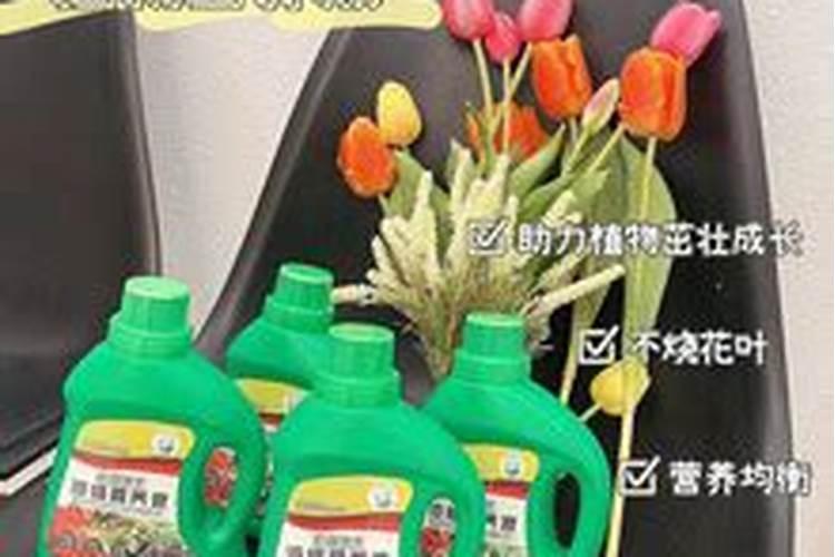 鲜切白菊花施什么肥料