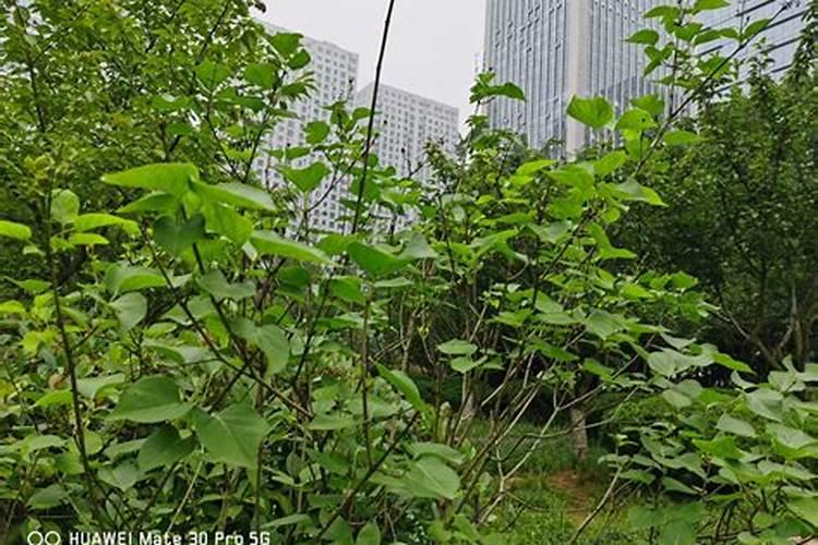 丁香花叶子发黄为什么