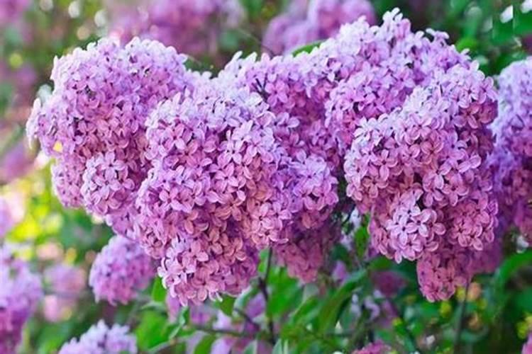 丁香有几枝叶子枯黄(丁香有几枝叶子枯黄怎么回事)