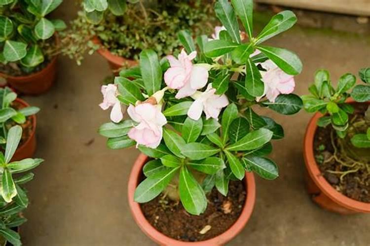 沙漠玫瑰有花苞后如何养护品质更高