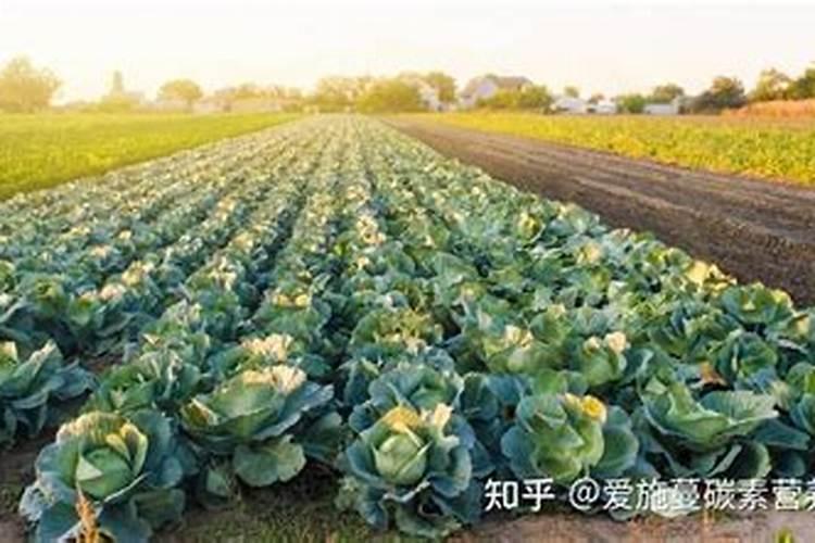 读完这篇文章,你就知道水溶肥为什么比复合肥火爆