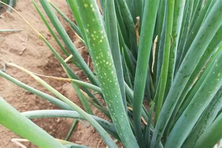 圆葱叶上有白点怎么回事