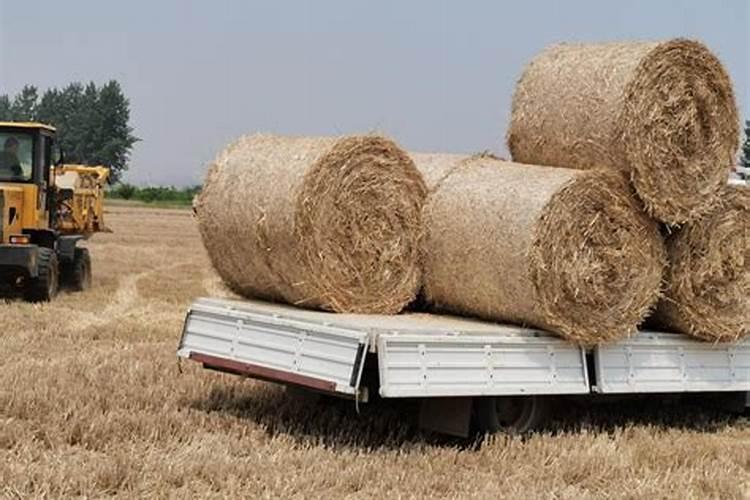 玉米种植高产高质,叶面肥什么时候喷施好