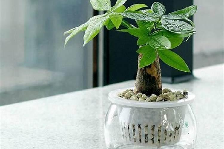 哪些植物适合水泡生根