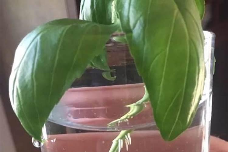 水培发根方法(水培发芽植物有哪些)