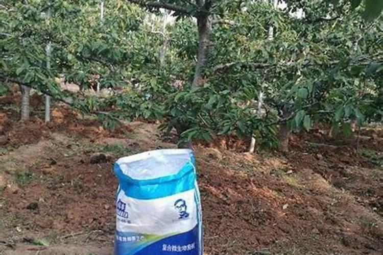 菜米沙地上几天发芽呀怎么淋什么肥料