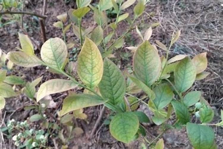 蓝莓叶片发红是怎么回事