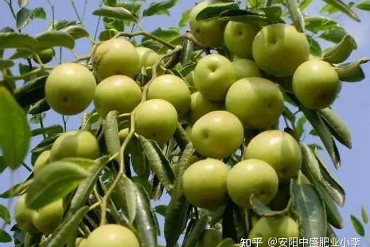 冬枣怎样快速膨大