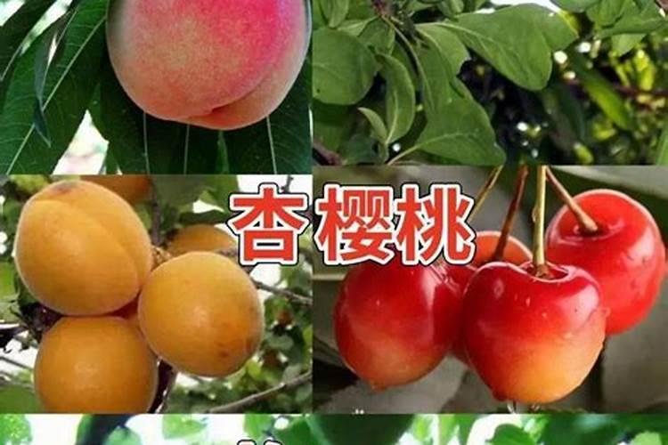 果树什么时候施肥最好