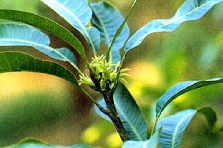 芒果开花结果期种植管理如何做？芒果开花坐果期用什么肥料好