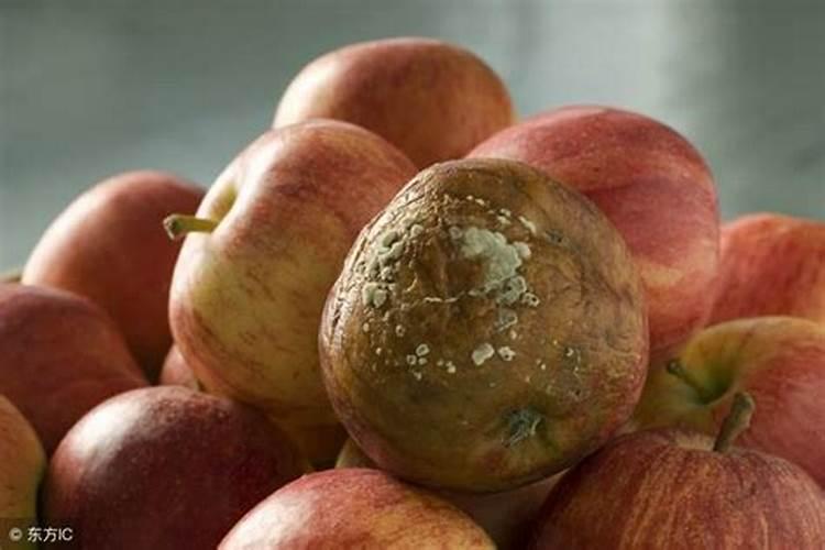 烂掉的苹果怎样做肥料