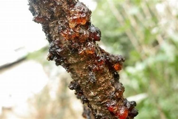 920、复硝酚钠和芸苔素能不能同时用？