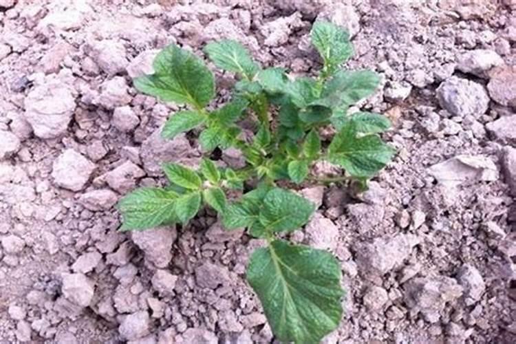 马铃薯疮痂病防治