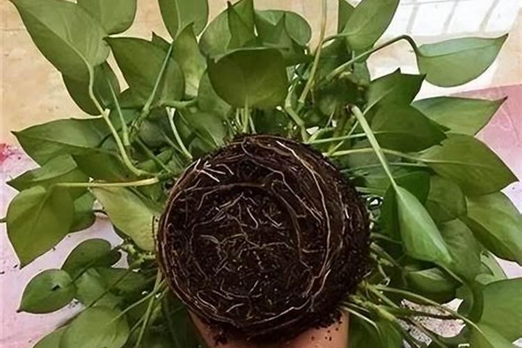 绿萝用什么肥料长得快