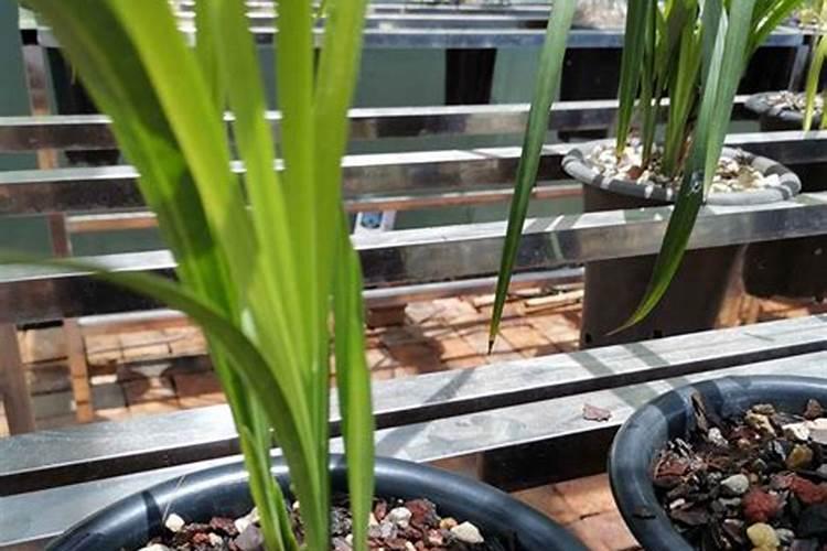 升级兰的养殖方法和注意事项