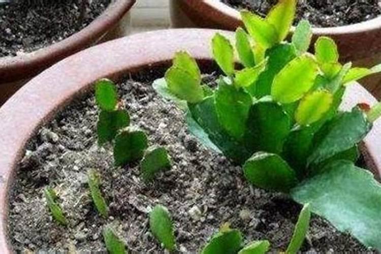 升级兰的养殖方法和注意事项