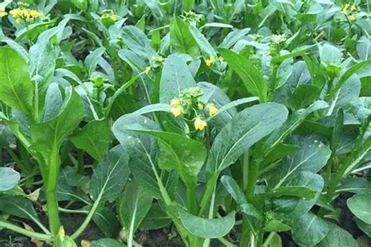 菜心施肥技术 菜心怎么施肥能高产