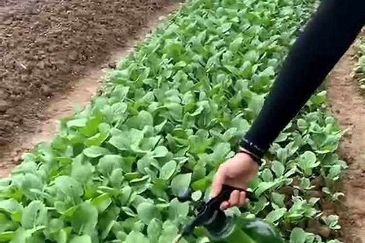 菜心施肥需要注意些什么