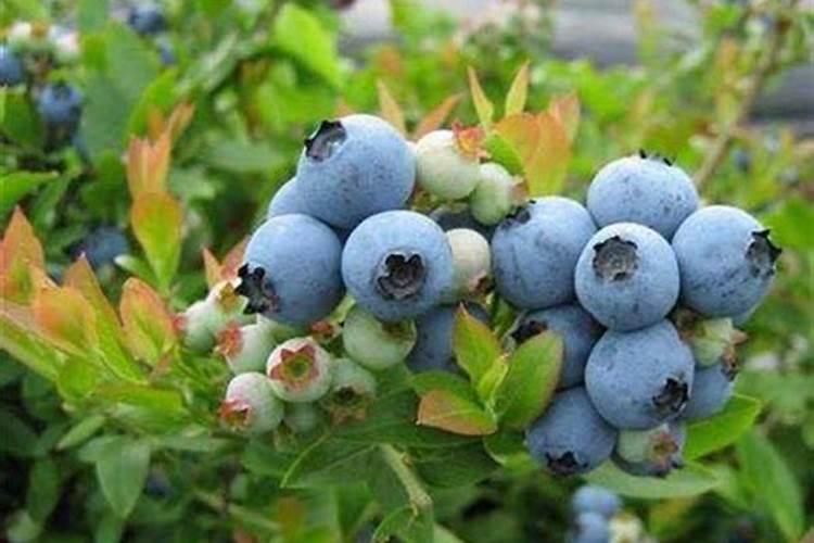 蓝莓施什么肥