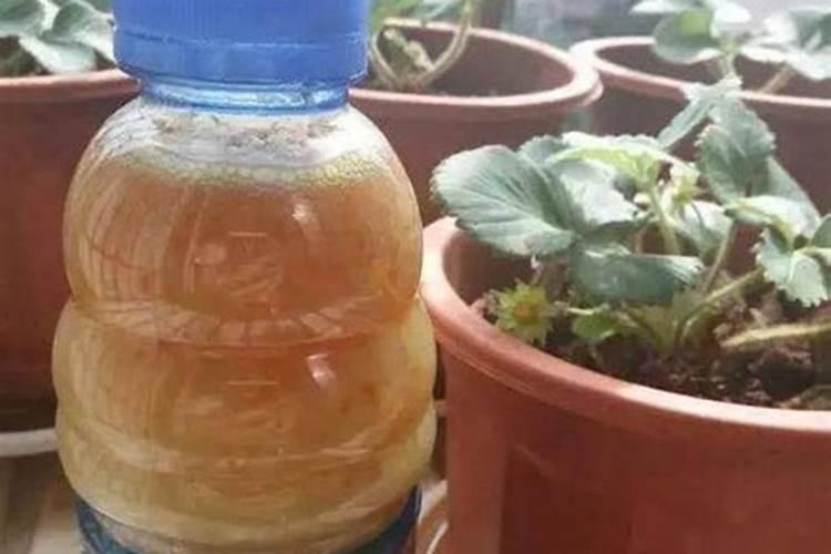 浇花肥水一屋子臭味怎么办？