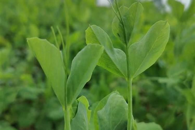 种豌豆尖用什么肥料才长得壮？