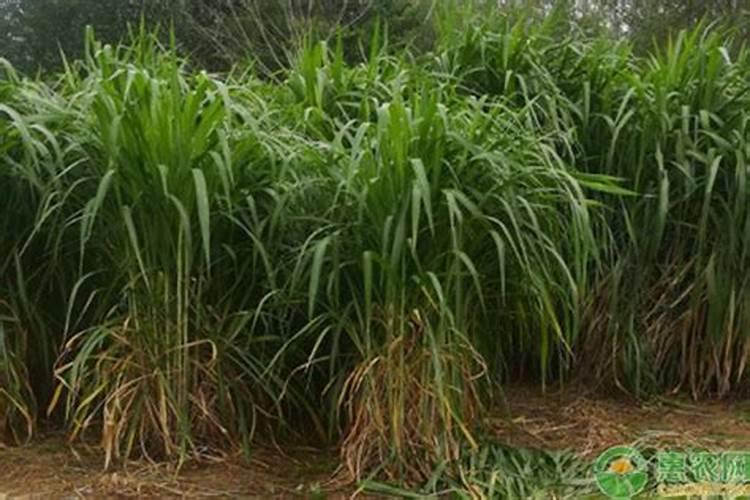 巨菌草什么长的怎么样