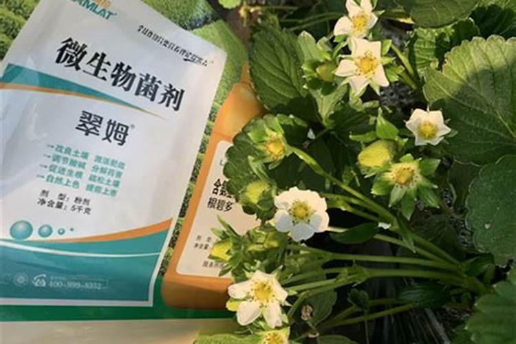 茶花肥料用啥子比较好