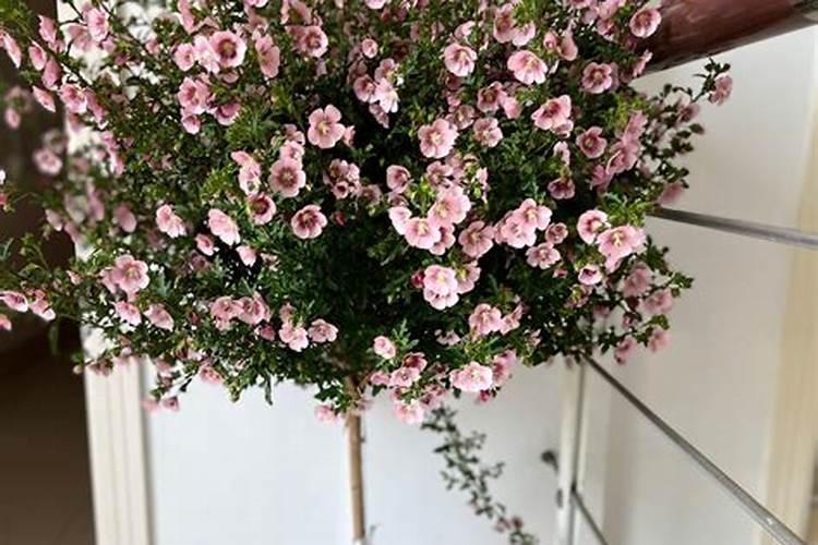 盆栽小木槿,开花后不长花苞,是什么原因呢？