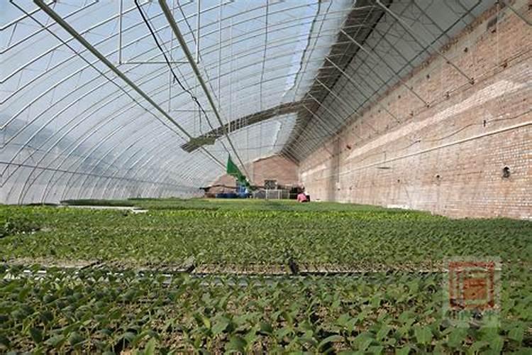 三角梅如何催花,,正确的施肥方法