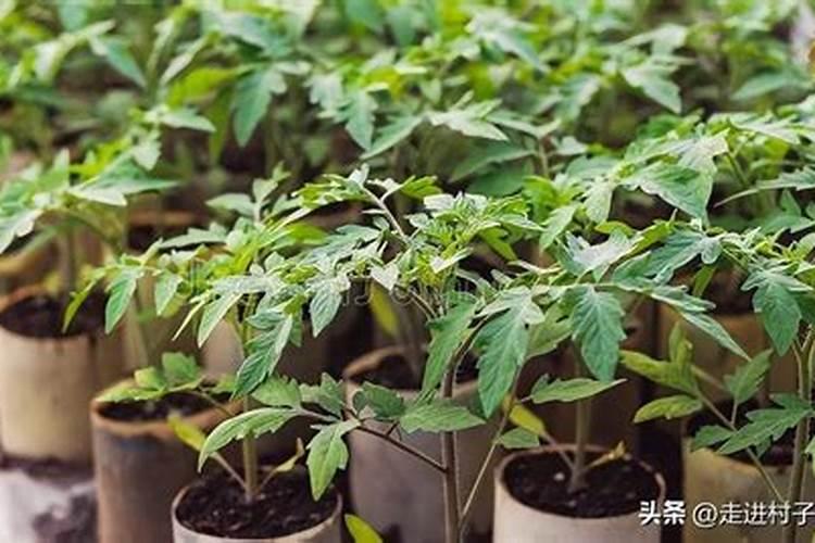 西红柿对花当天能打硼吗