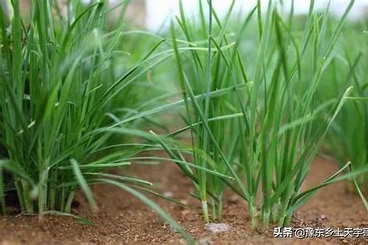 韭菜越冬怎么施肥