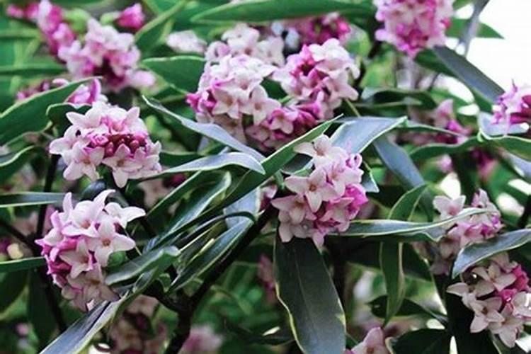 瑞香施什么肥料