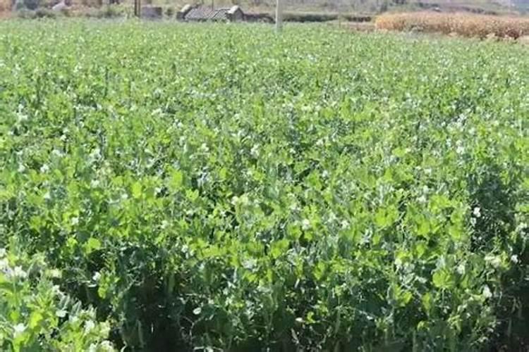 豌豆的田间栽培管理技术