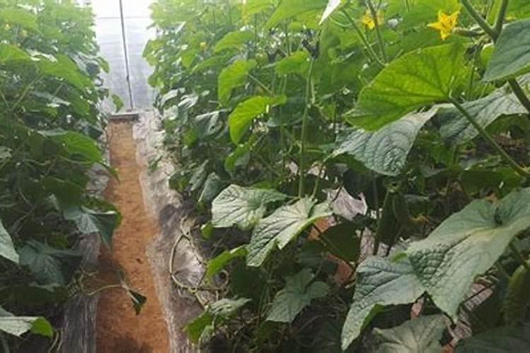 硅肥在黄瓜的最佳时期