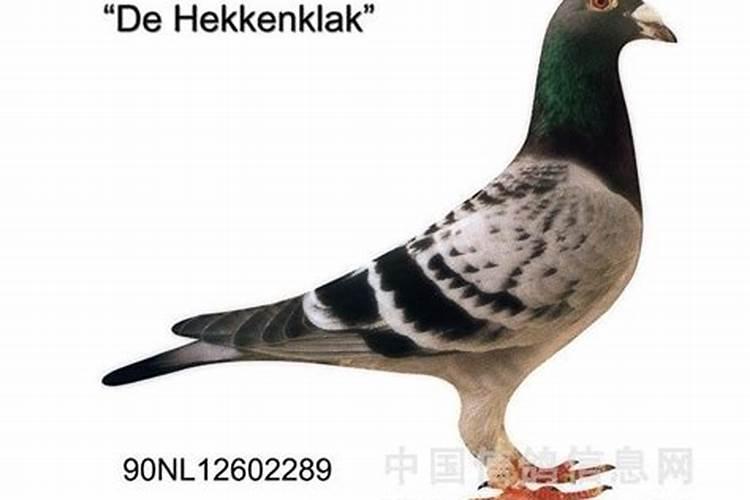 美国世多乐哈维果水溶肥4千克一袋的多少钱？