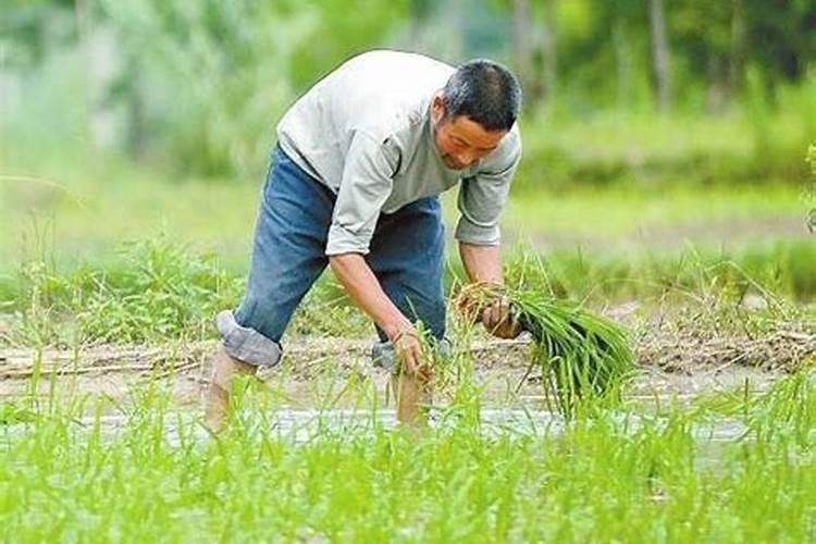 腐植酸尿素能撒水稻吗